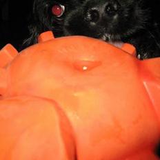 Amerikansk cocker spaniel Zitha