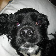 Amerikansk cocker spaniel Zitha