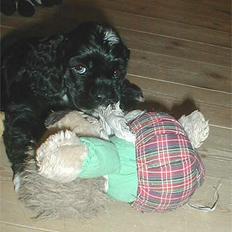 Amerikansk cocker spaniel Zitha