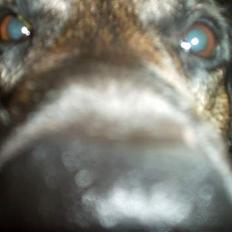 Blanding af racer Victor *R.I.P*