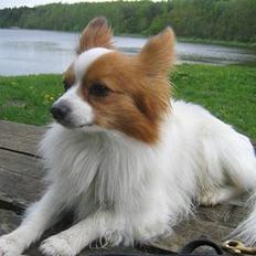 Papillon Rex