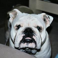 Engelsk bulldog Alfred