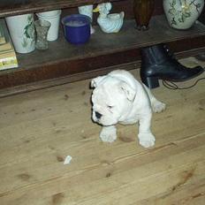 Engelsk bulldog Alfred