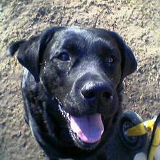 Labrador retriever pumba
