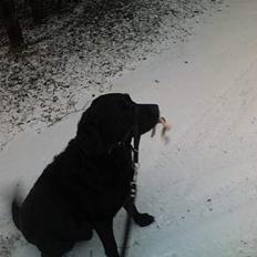Labrador retriever pumba