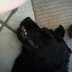 Labrador retriever pumba
