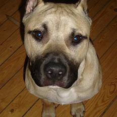 Blanding af racer Diago