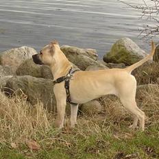 Blanding af racer Diago