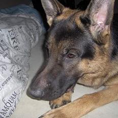 Schæferhund Lyshøj's Xarcho