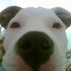 Amerikansk staffordshire terrier Keyto