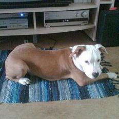 Amerikansk staffordshire terrier Keyto