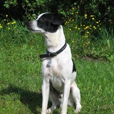 Dansk svensk gaardhund Pelle