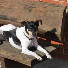 Dansk svensk gaardhund Snubbi *Død*