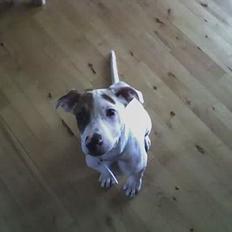 Blanding af racer "Ricki"