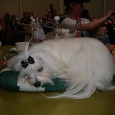 Malteser Donna nu med lille søster