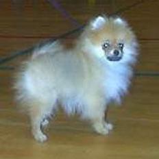 Pomeranian Tops'y Pax - R.I.P.
