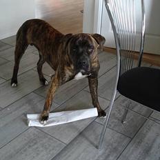 Amerikansk bulldog Buster