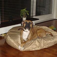 Amerikansk bulldog Tess