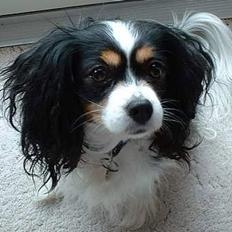 Blanding af racer Maggie