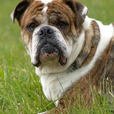 Olde english bulldogge Mr. Møller