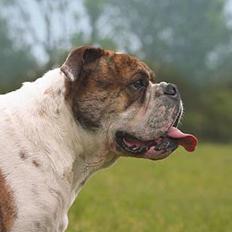 Olde english bulldogge Mr. Møller