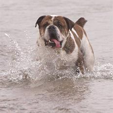 Olde english bulldogge Mr. Møller