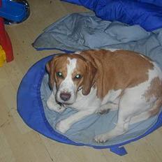 Beagle victor {I Hundehimlen}