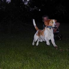 Beagle victor {I Hundehimlen}