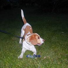 Beagle victor {I Hundehimlen}