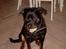 Rottweiler Tyson ( R.I.P 2/10-2013) - Er jeg ikke bare en charmer?