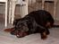 Rottweiler Tyson ( R.I.P 2/10-2013) - jeg kan også række tunge af dig