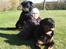 Rottweiler Clair (R.I.P 2010) - hygge i haven, april 2008