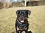 Rottweiler Clair (R.I.P 2010) - hey tag et billede af miiiig!