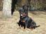 Rottweiler Tyson ( R.I.P 2/10-2013) - Tyson og Clair 2006