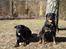 Rottweiler Clair (R.I.P 2010) - Tyson og Clair 2006