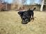 Rottweiler Tyson ( R.I.P 2/10-2013) - det er mit dæk...