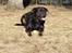 Rottweiler Tyson ( R.I.P 2/10-2013)