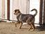 Blanding af racer Rottweiler/ Schæfer King 