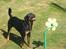 Rottweiler Tulle Larsen - Den der blomst kommer der altså vand ud af.... den er bare skøøøøn på en varm sommerdag!