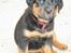 Rottweiler Tulle Larsen - Det var derfor familien købte mig.... se mig... hihihi!! Jeg er skøøønnnnn!