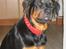 Rottweiler Tulle Larsen - Og så er jeg blevet voksen.... JA!! Med diamanthalsbånd, og selvfølgelig i rød skind... man er vel en dame!