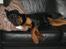 Rottweiler Tulle Larsen - Tja, da sækkestolen blev for lille, så nappede jeg sofaen......