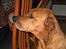 Rhodesian ridgeback R.I.P Nala