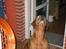 Rhodesian ridgeback R.I.P Nala