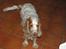 Cocker spaniel Sep - Her er han glad for Carsten er lige kommet hjem Carsten er min forlovet