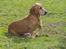 Blanding af racer Bonzo<33 - Bonzo<33 elsker den hund