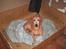 Blanding af racer Bonzo<33 - uuh, miin lille Bonzo <3