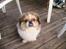 Pekingeser Danger - Savner dig!! 2004 - 2010 -  Er lige blevet klippet! Det er så dejligt i sommervarmen!!!