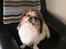 Pekingeser Danger - Savner dig!! 2004 - 2010