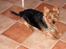 Australsk terrier Olfert (DØD) - Her ligger han! :o)